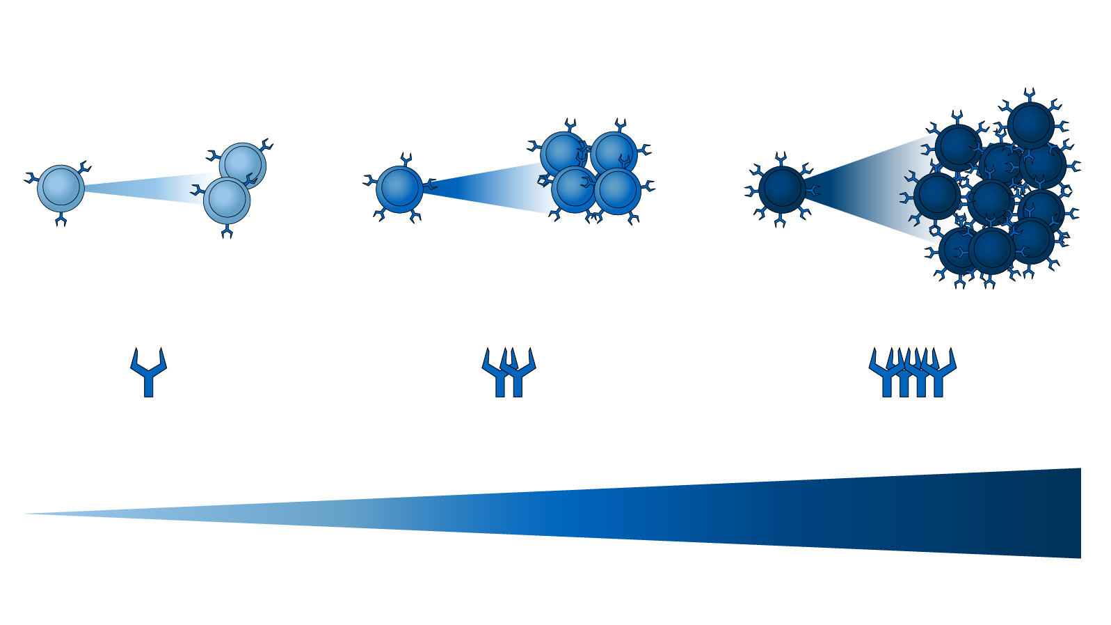 The graphic shows the distribution of the Ly49H-receptor on the surface of different natural killer cells (NK). Depending on the amount of receptors, single cells expand stronger or weaker.