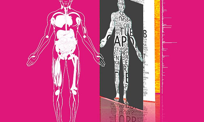 Forscher der TU München haben bisher umfassendsten Katalog aller Proteine im menschlichen Körper erstellt und in der Datenbank ProteomicsDB veröffentlicht.