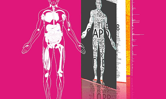 TUM researchers generated a first comprehensive map of the all proteins in the human body and made it available via the database ProteomicsDB.