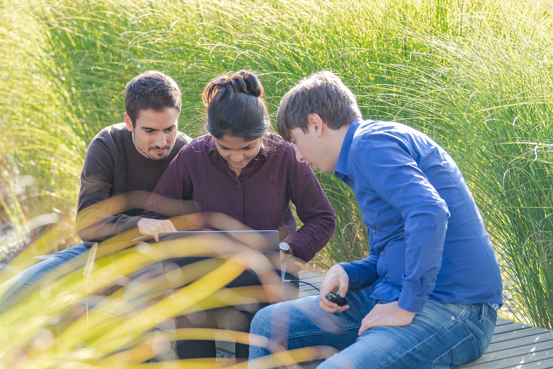 Drei Studierende, inmitten von hohen Gräsern sitzend, sehen zusammen auf einen Laptopbildschirm