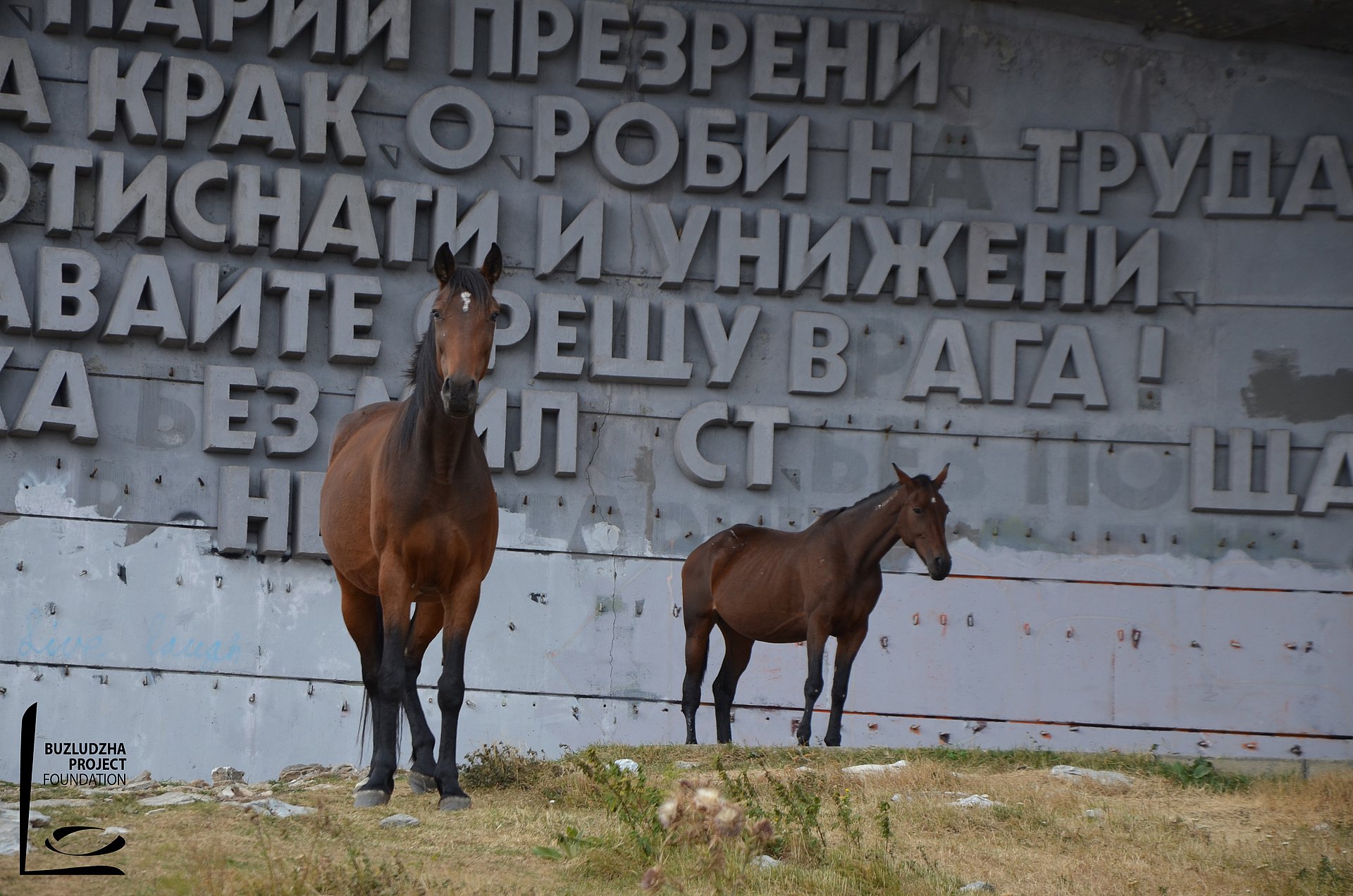 Wild horses in front of the Buzludzha monument.