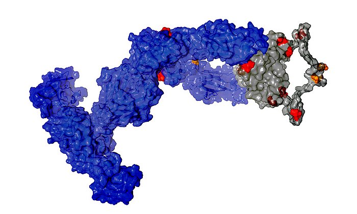 Structural model of the IgNAR shark antibody – Image: Janosch Hennig, TUM/Helmholtz Zentrum