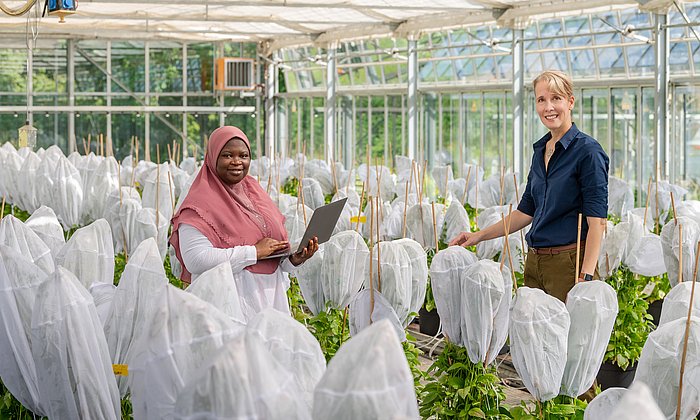 Prof. Brigitte Poppenberger (re.) und ihre Doktorandin Adebimpe Adedeji-Badmus umgeben von Ebolo-Pflanzen in einem Gewächshaus der TUM School of Life Sciences.