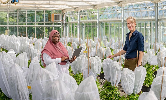 Prof. Brigitte Poppenberger (re.) and her PhD student Adebimpe Adedeji-Badmus surrounded by Ebolo plants in a greenhouse at TUM School of Life Sciences.