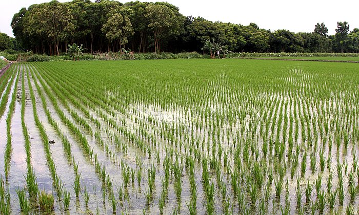 Die Wissenschaftler befragten Reisbauern, weil Reis eines der wichtigsten Grundnahrungsmittel weltweit ist. (Foto: Fotolia/ ivychuang1101)