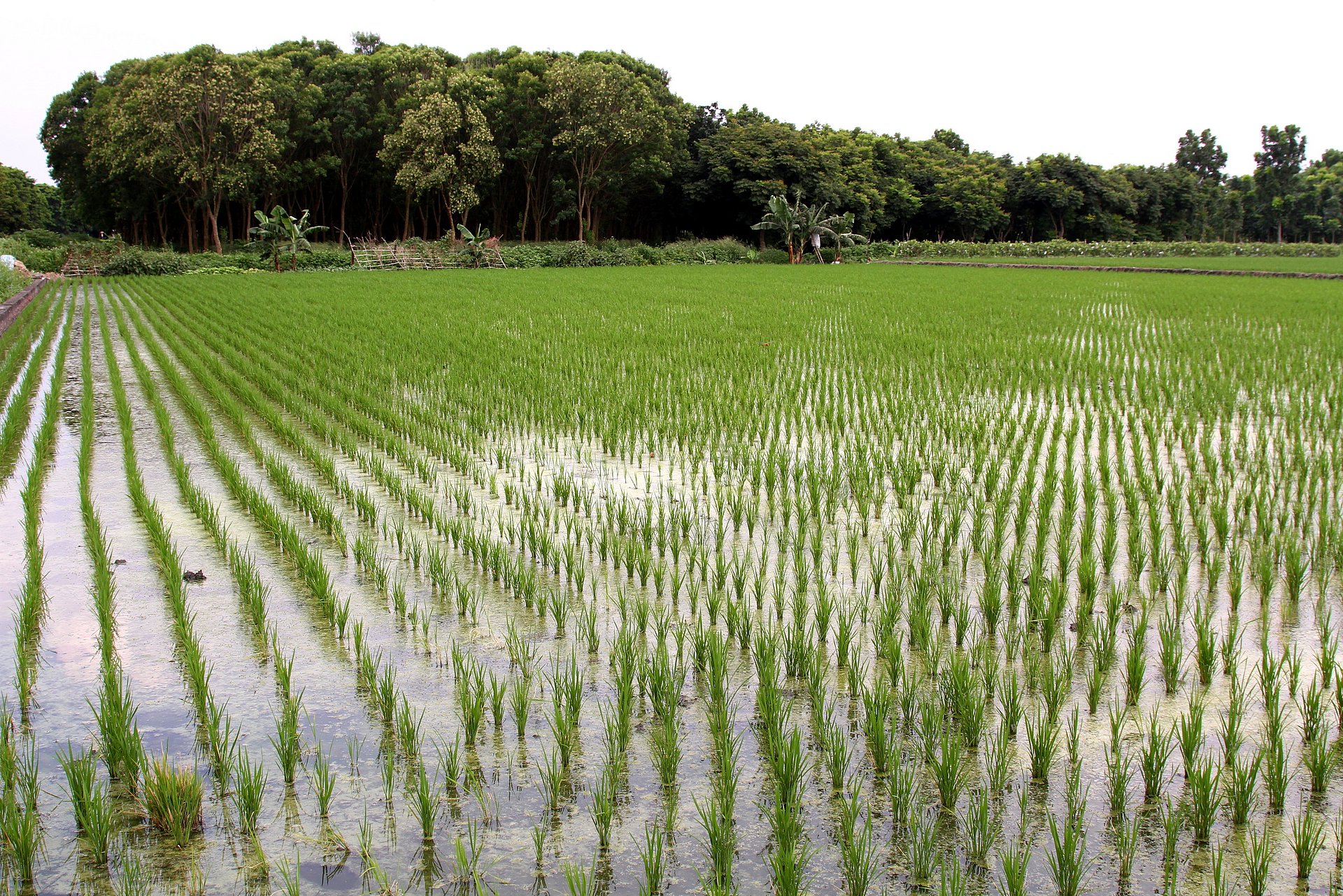 The authors decided to collect their data from rice farmers, because rice is one of the most important staple foods worldwide. (Foto: Fotolia/ ivychuang1101)