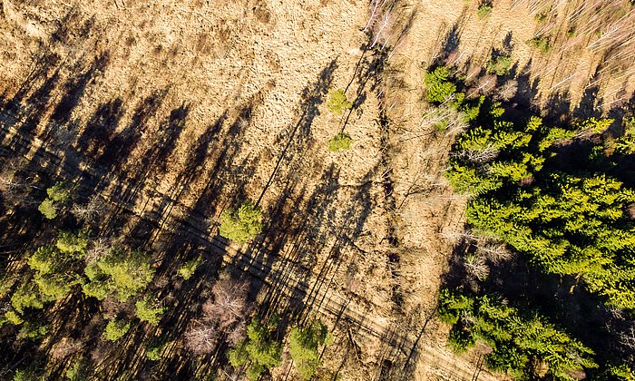 View of a damaged forest