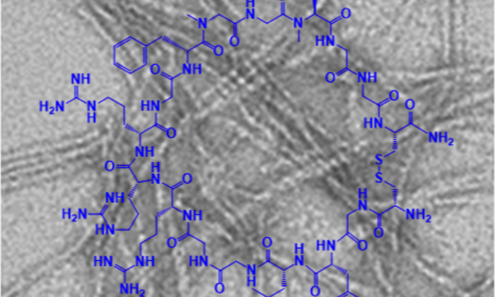 Eine neue Klasse von designten makrozyklischen Peptiden wurde entwickelt, die hochpotente Hemmstoffe der Amyloidplaque-Bildung darstellen. (Bild: Kapurniotu/ TUM)