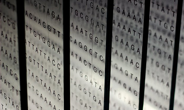 A visualization of the base pairs in the human genome consisting of several rows of the letters G, A, T, and C.