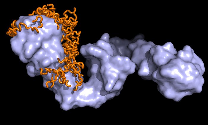 NMR/SAXS structural model of the Hsp90-Tau protein complex (light blue:  Hsp90, orange: tau-protein) (image: Tobias Madl / TUM/HMGU)