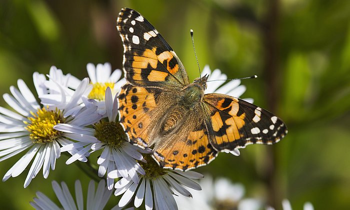 Ein Diestelfalter auf der Suche nach Nektar. (Foto: designpicspremium / fotolia)