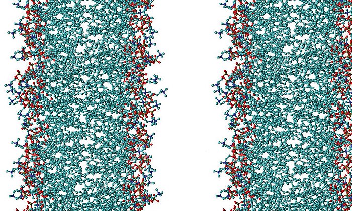 Biomembranen verlieren ihre biologischen Funktionen, wenn sie miteinander verkleben. Ein dünner Wasserfilm verhindert, dass sich die Membranen (links und rechts) zu nahe kommen. Bild: Emanuel Schneck