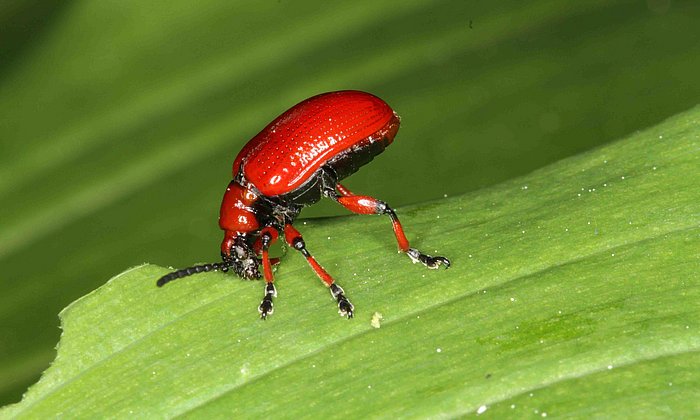 Larvae and beetles of Lilioceris merdigera feed on leaves of lily and allium plants, such as lily of the valley and wild garlic.