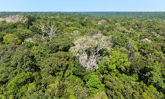 Reduced rainfall in the Amazon rainforest is increasing forest mortality. Fewer trees exacerbate regional periods of drought, leading to a self-amplified forest loss. (Foto: TUM/ Rammig)
