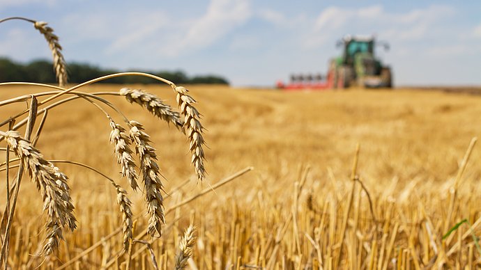 Forschende der TUM identifizieren in internationalen Wissenschaftsteams in Experimenten die ungenutzten genetischen Ressourcen zur Steigerung der Weizenerträge in der ganzen Welt. 