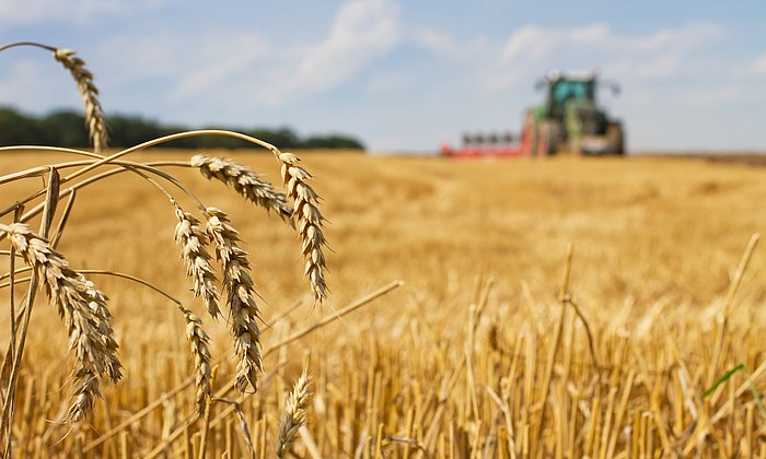 Forschende der TUM identifizieren in internationalen Wissenschaftsteams in Experimenten die ungenutzten genetischen Ressourcen zur Steigerung der Weizenerträge in der ganzen Welt. 