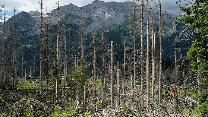Wälder können zur Lösung des Klimaproblems beitragen, solange die globale Erwärmung mit ihren Dürren, Waldbränden und Ökosystemveränderungen – wie hier durch Borkenkäfer - sie nicht zuerst zerstört. Forschende quantifizierten jetzt das Risiko für die Wälder durch den Klimawandel.