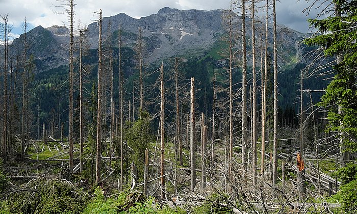 Wälder können zur Lösung des Klimaproblems beitragen, solange die globale Erwärmung mit ihren Dürren, Waldbränden und Ökosystemveränderungen – wie hier durch Borkenkäfer - sie nicht zuerst zerstört. Forschende quantifizierten jetzt das Risiko für die Wälder durch den Klimawandel.