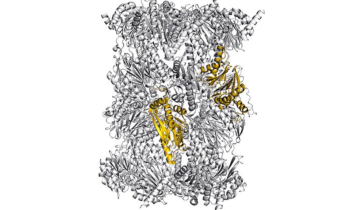 Struktur des Immunoproteasoms - eingefärbt: mögliche Angriffstellen zur selektiven Blockade des Immunoproteasoms - Bild: Eva Huber, Michael Groll / TUM