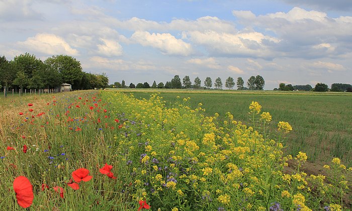 Flowering strips with oil radish, poppies, cornflowers and phacelia, next to a field