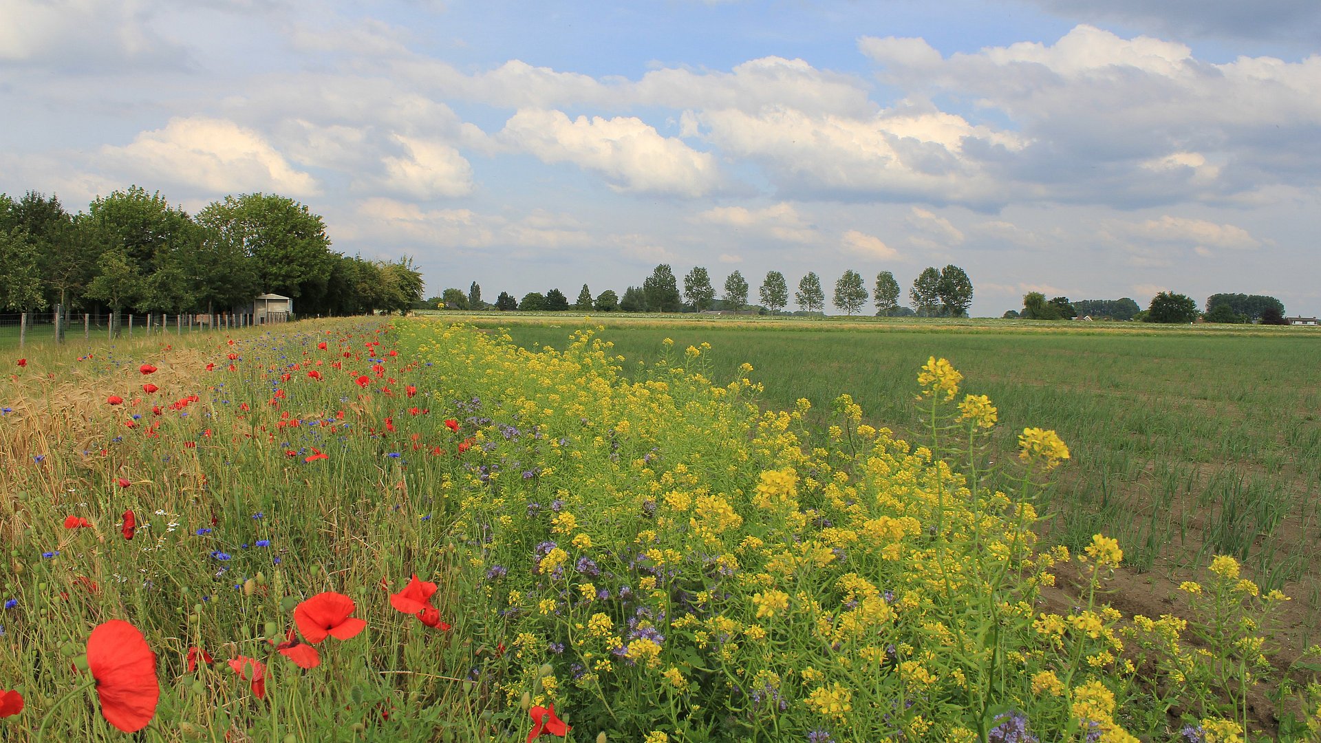 Blühstreifen mit Ölrettich, Mohn, Kornblumen und Phacelia, daneben ein Feld