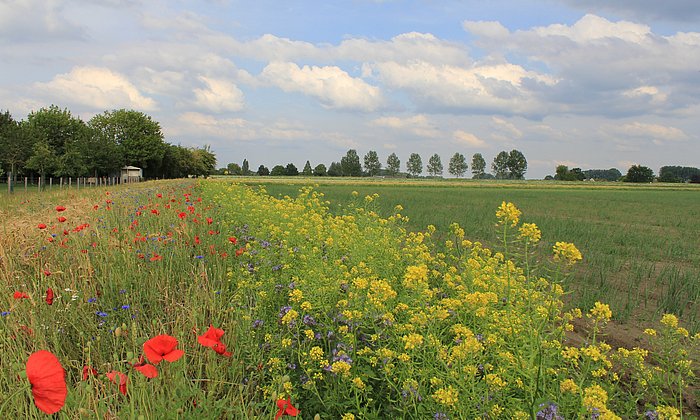 Blühstreifen mit Ölrettich, Mohn, Kornblumen und Phacelia, daneben ein Feld