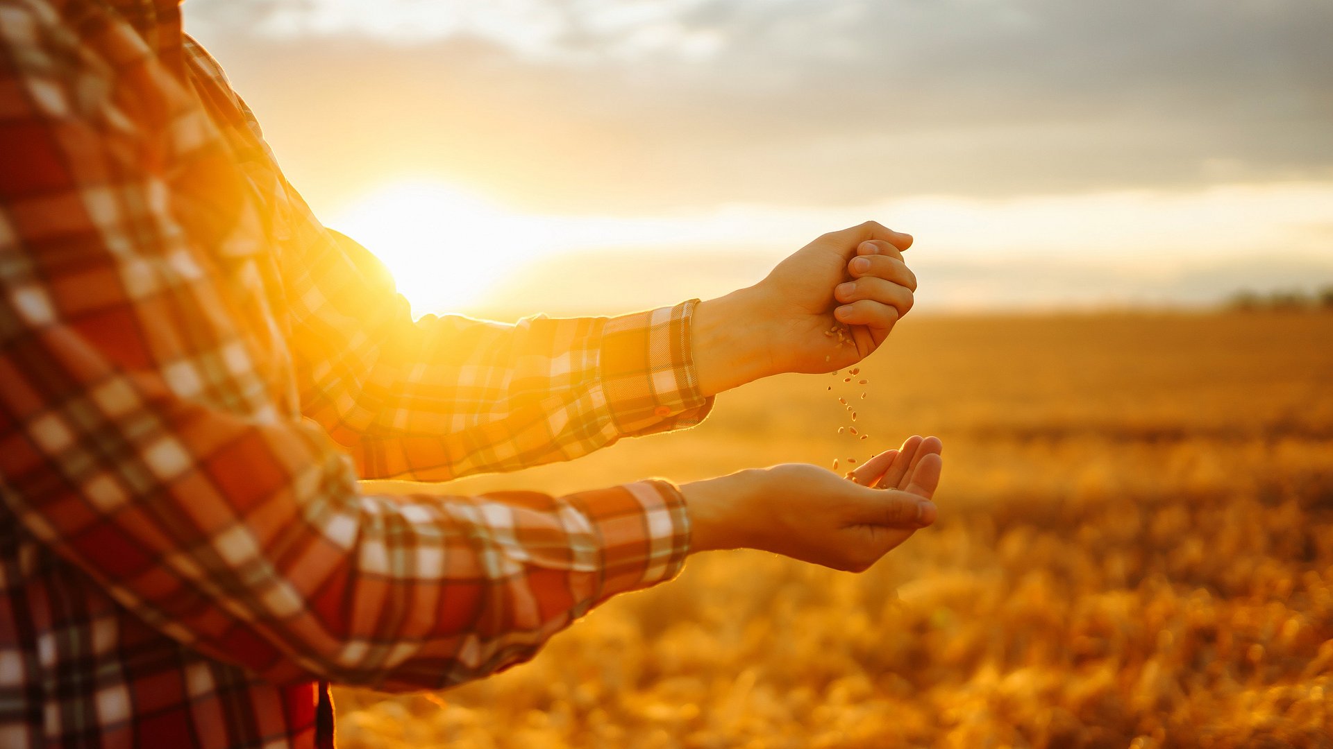 Mensch steht vor Weizenfeld im Sonnenuntergang, hält Weizenkörner in der Hand
