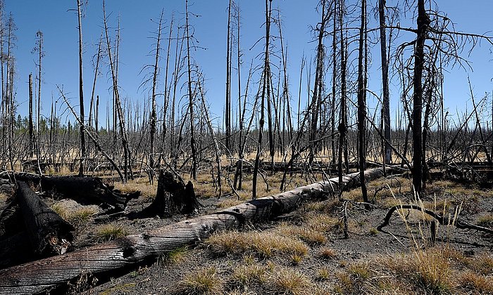 Wald nach Brand