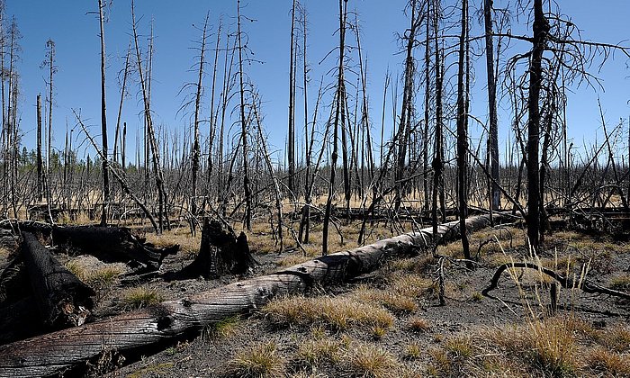 Wald nach Brand