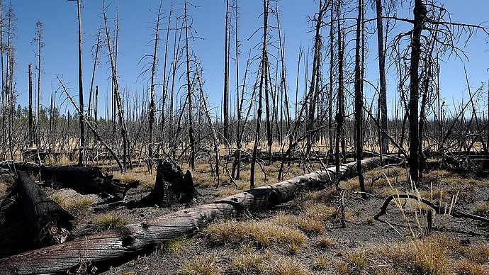 Wald nach Brand