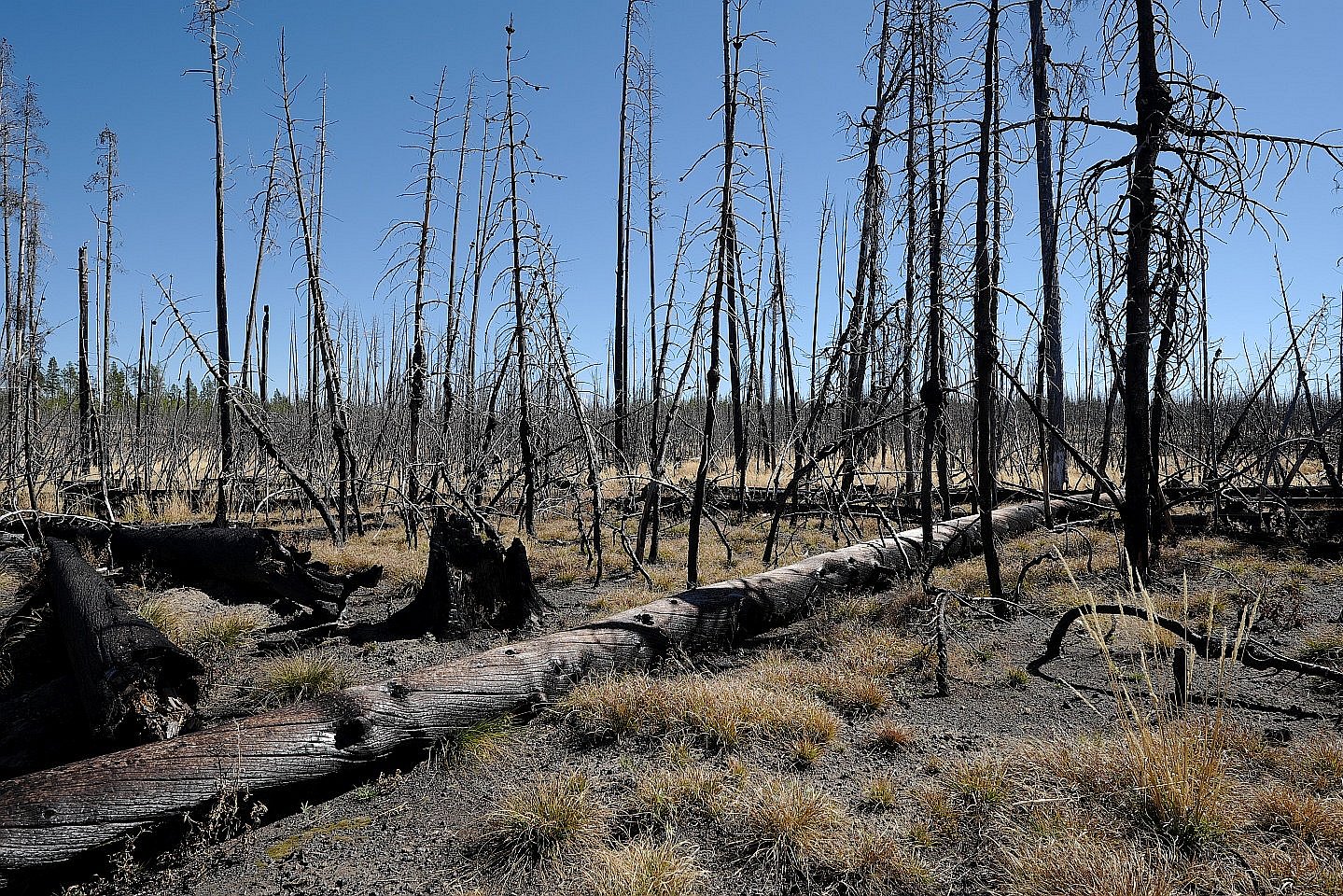 Wald nach Brand