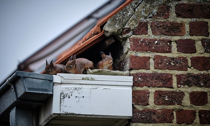 Eichhörnchen nisten unter dem Dach