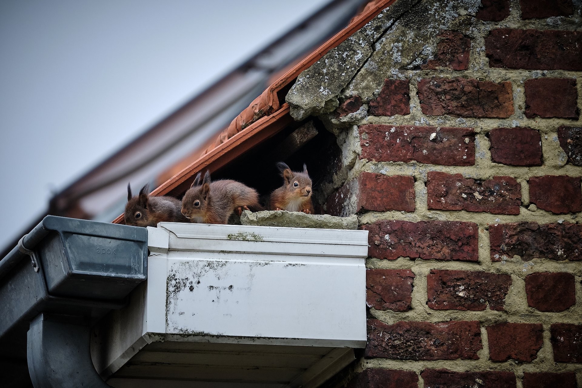 Squirrels nesting under the roof