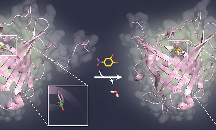 Ein zuckerartiger Ligand (gelb) bindet an die Borsäuregruppe (grün) in der Tasche des Bindeproteins (pink).