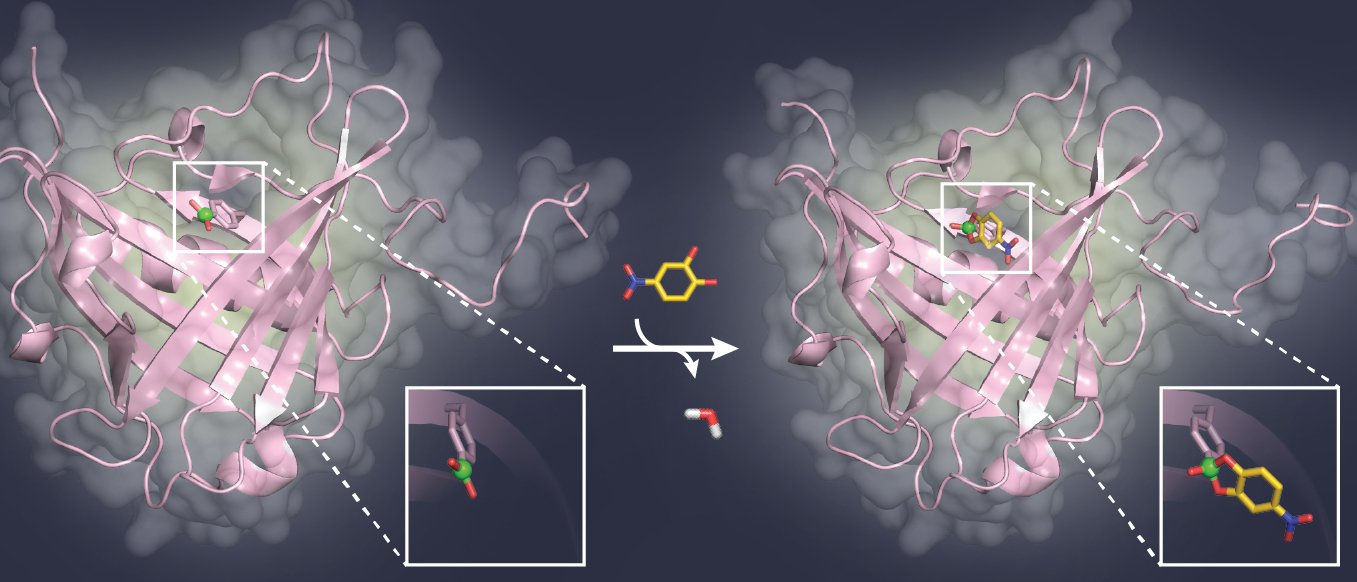A model sugar ligand (yellow) binds to the boric acid group (green) in the pocket of a binding protein (pink).
