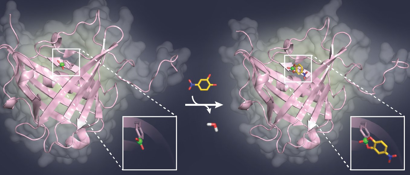 A model sugar ligand (yellow) binds to the boric acid group (green) in the pocket of a binding protein (pink). A model sugar ligand (yellow) binds to the boric acid group (green) in the pocket of a binding protein (pink).