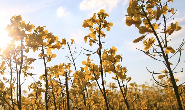 Rapeseed plants photographed from below with a view of the blue sky