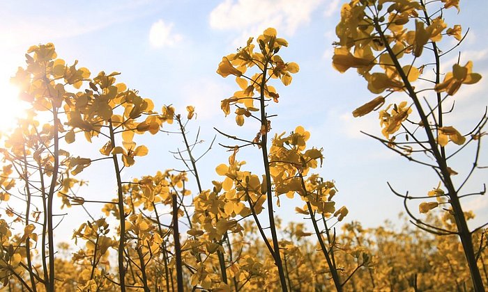 Rapeseed plants photographed from below with a view of the blue sky