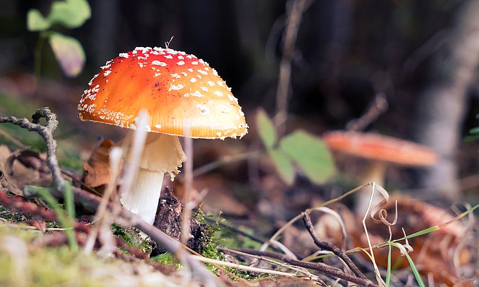 The fly agaric with its red hat is perhaps the most evocative of the diverse and variously colored mushroom species. 