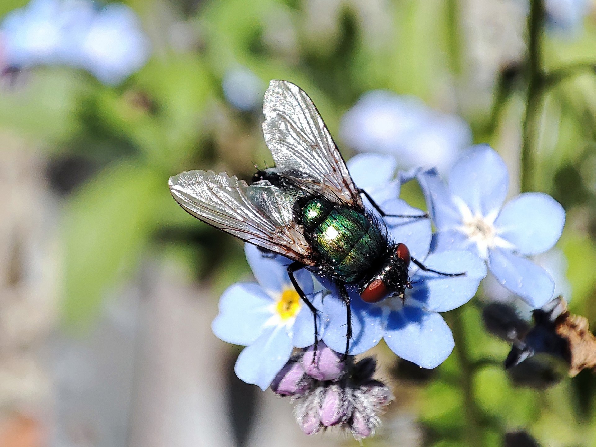 Food supply is critical for insect diversity.