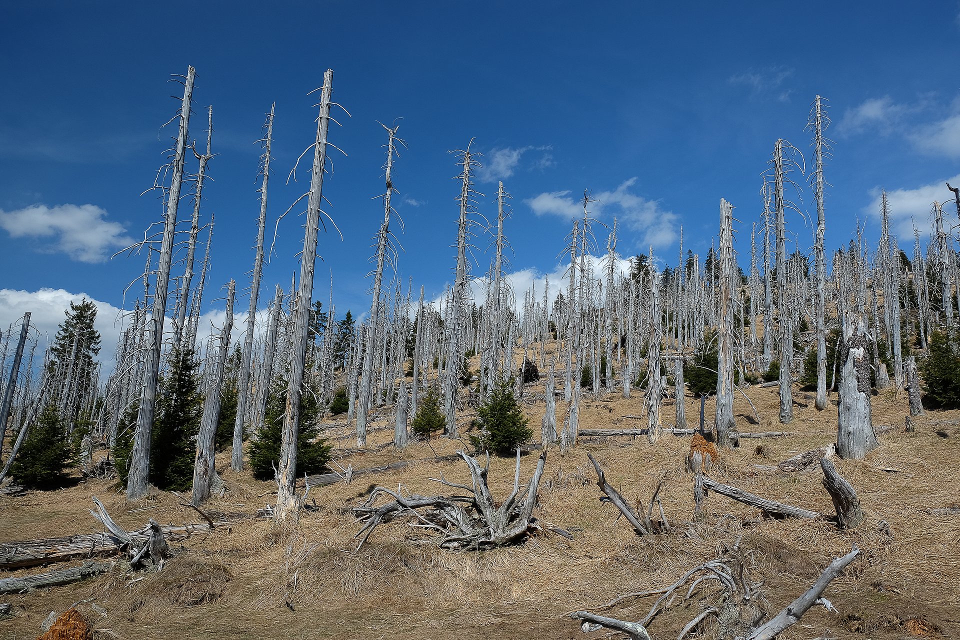 Dead spruce trees in the  Bavarian Forest