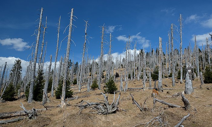 Dead spruce trees in the  Bavarian Forest