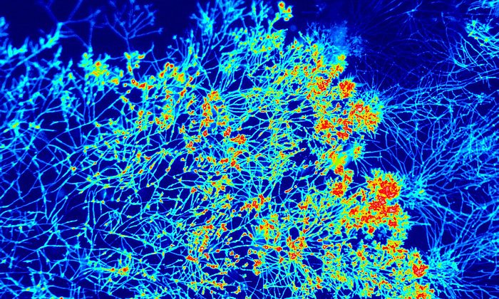 Blick durchs Fluoreszenz-Mikroskop