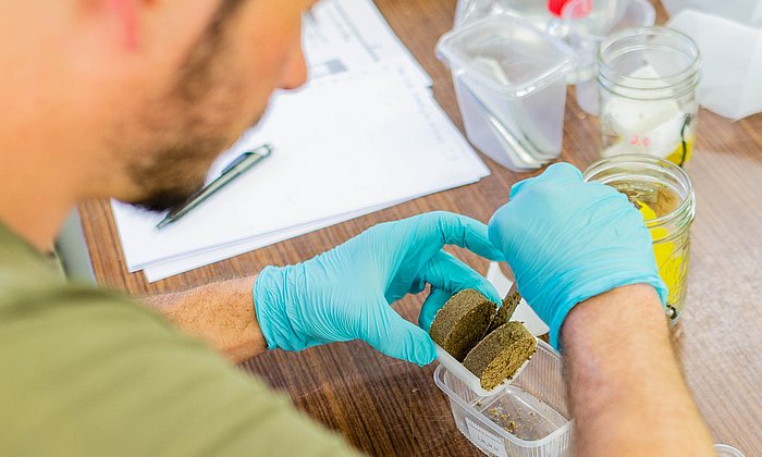 Soil scientist at work