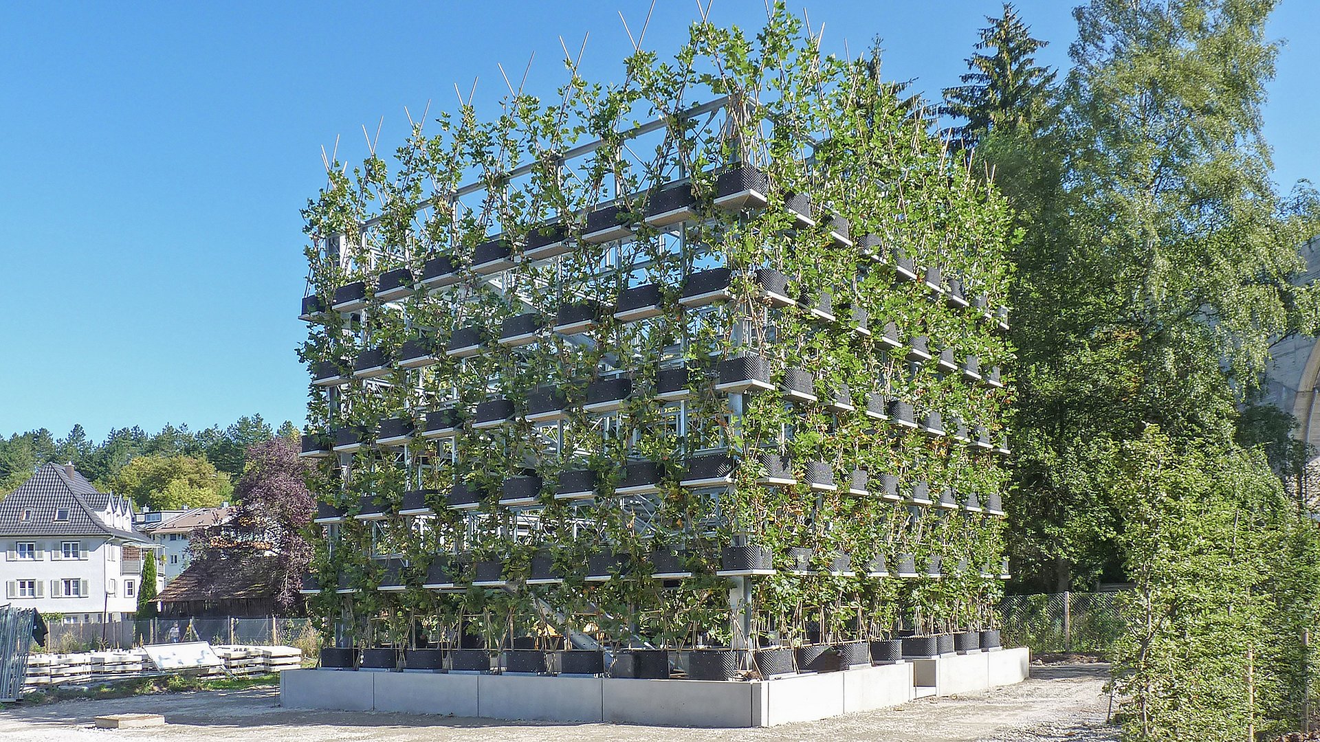 In Nagold wurde bereits ein Projekt der Baubotanik umgesetzt: Das Gebäude tritt durch die Platanenfassade weniger als Gebäude denn als Baum in Erscheinung und wird als Lücke im Stadtraum wahrgenommen. 