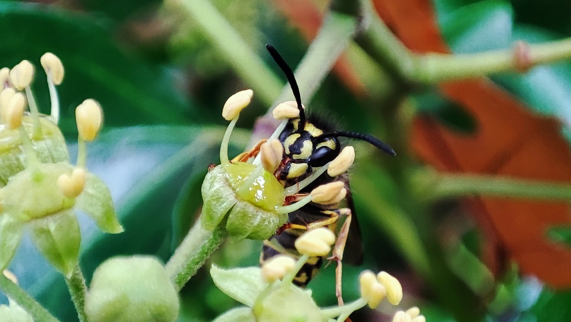 Wespe auf Blüte