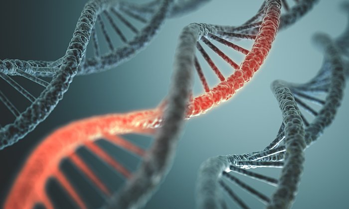 Mit der Genschere Crispr-Cas9 schnitten Forschende einen fehlerhaften Teil aus der DNA heraus.