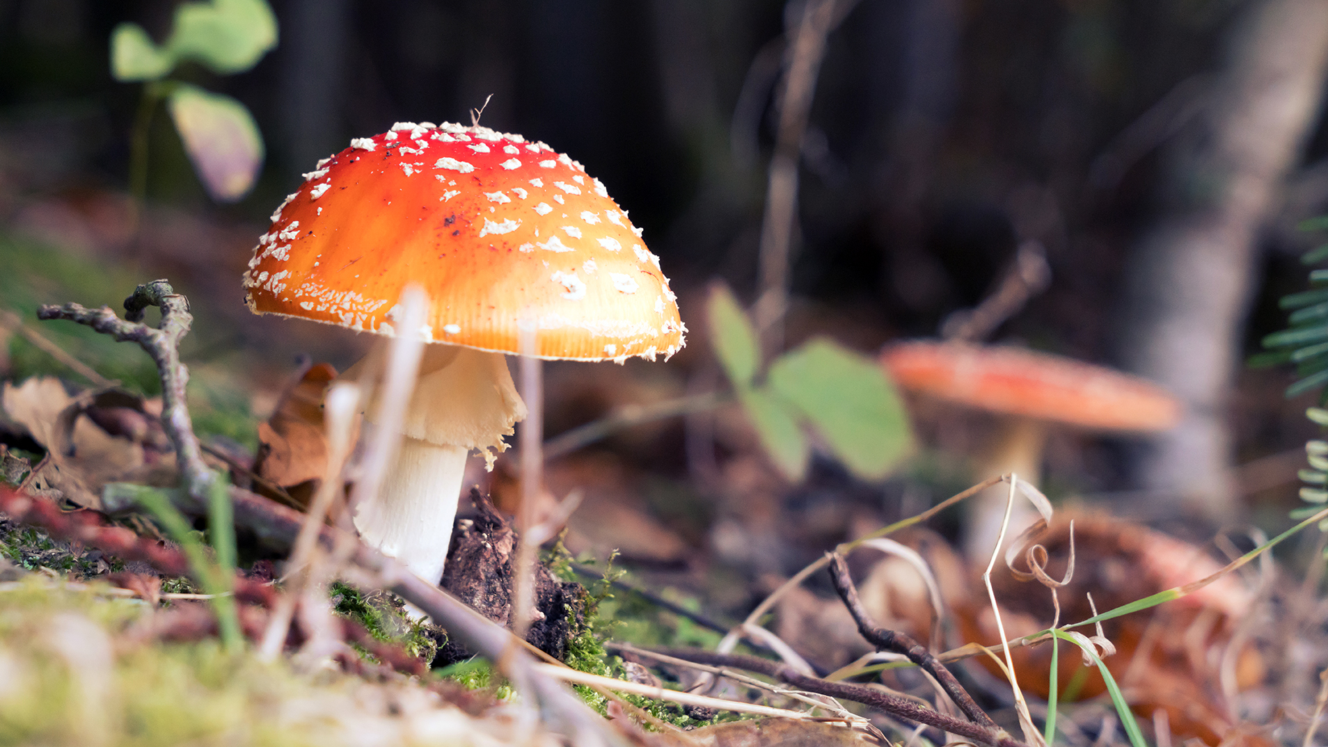 The fly agaric with its red hat is perhaps the most evocative of the diverse and variously colored mushroom species. 