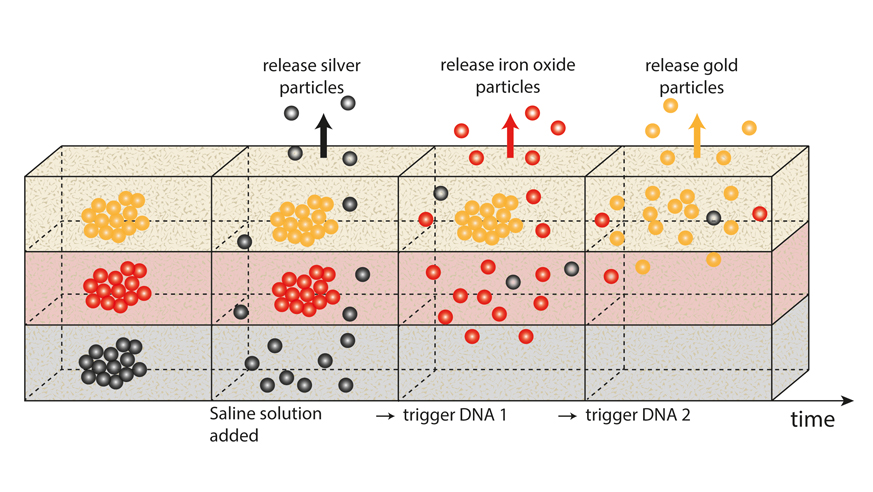 A chart visualizing Prof- Lieleg's approach.