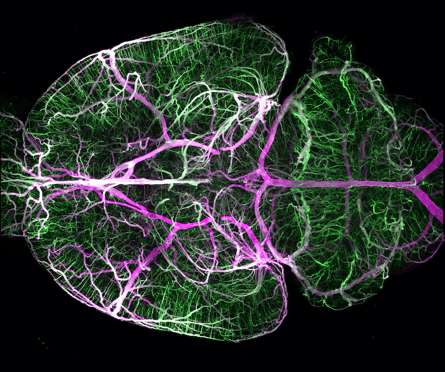 Mit hochauflösender Fluoreszenz-Mikroskopie erstelltes Bild des kompletten Gefäßsystems im Gehirn einer Maus. 